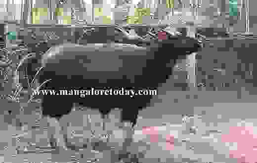 wild bulls 